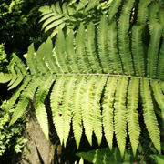 Hardy Fern Matteuccia orientalis